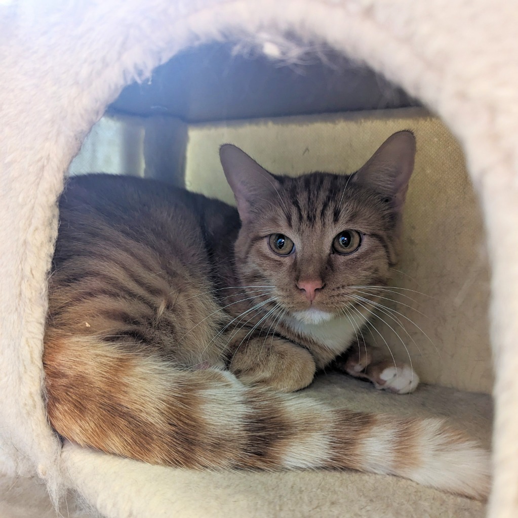 Owl, an adoptable Domestic Short Hair in Laurie, MO, 65038 | Photo Image 1