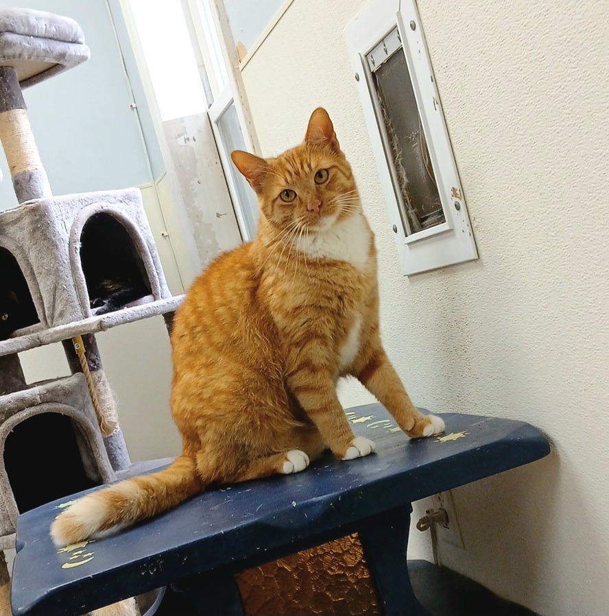 Owl, an adoptable Domestic Short Hair in Sunrise Beach, MO, 65079 | Photo Image 1