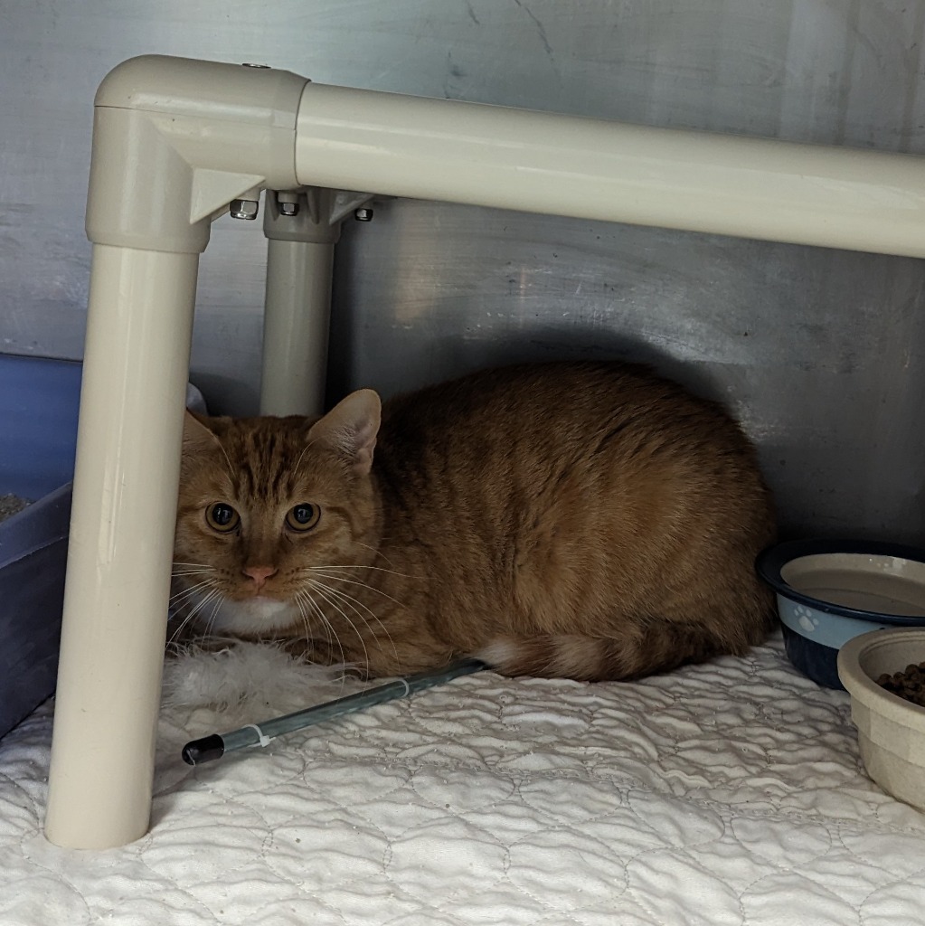 Owl, an adoptable Domestic Short Hair in Sunrise Beach, MO, 65079 | Photo Image 2