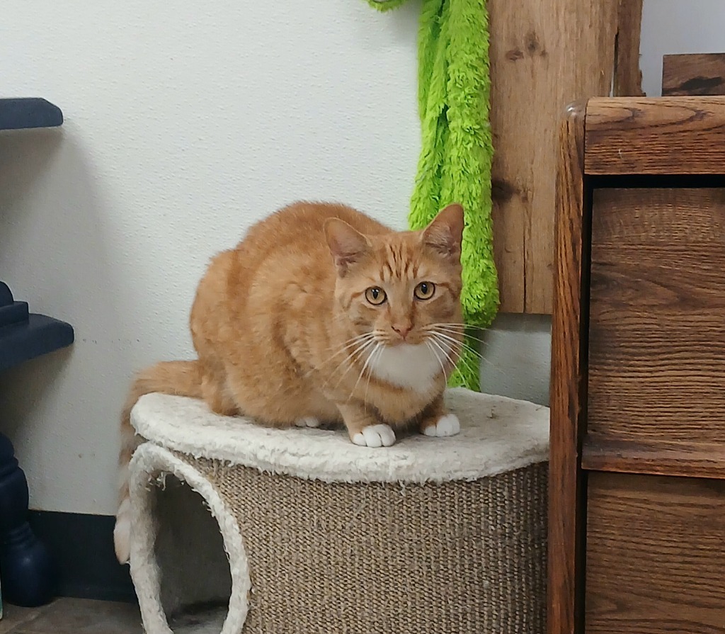 Owl, an adoptable Domestic Short Hair in Sunrise Beach, MO, 65079 | Photo Image 4