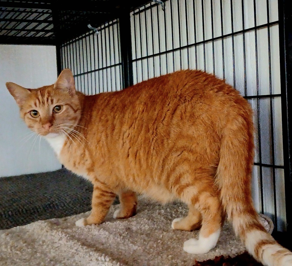 Owl, an adoptable Domestic Short Hair in Sunrise Beach, MO, 65079 | Photo Image 5