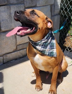 Rusty, Adult Male Black Mouth Cur