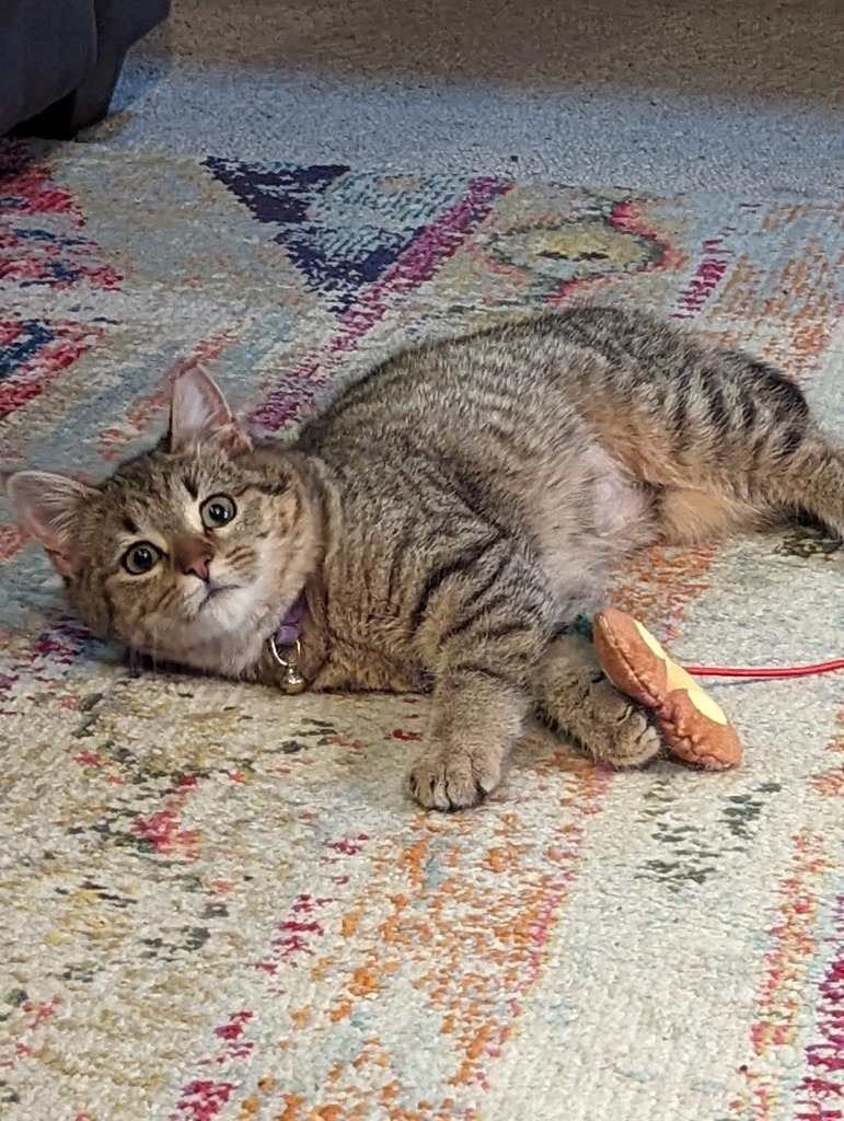 Pebbles