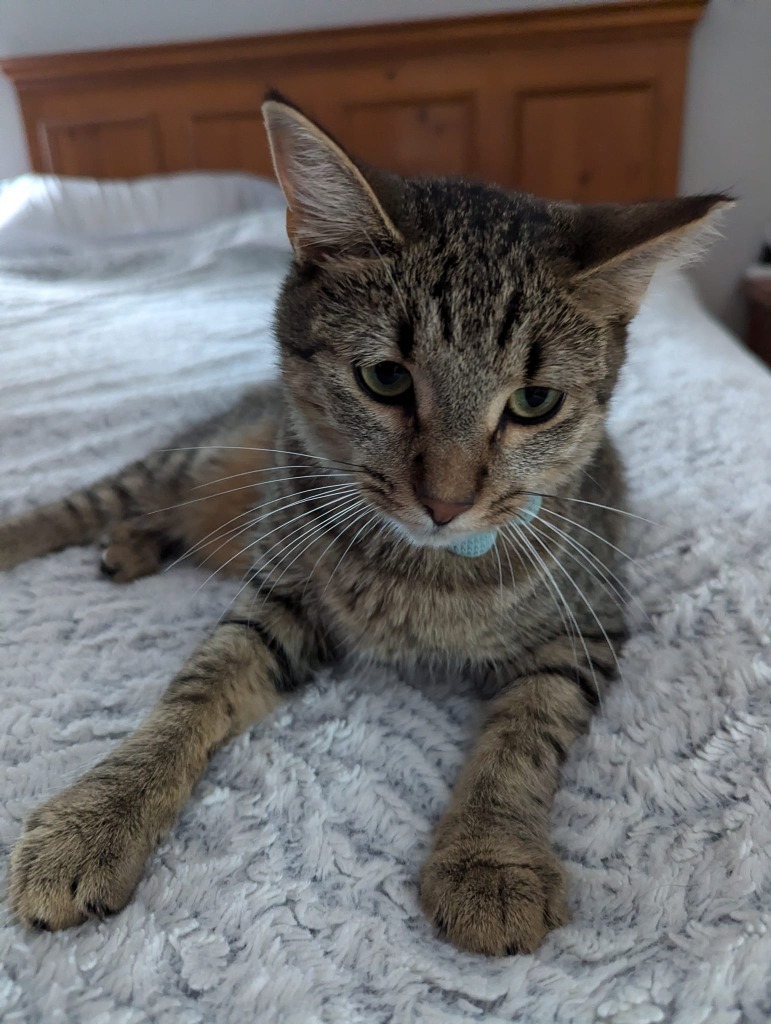 Pebbles