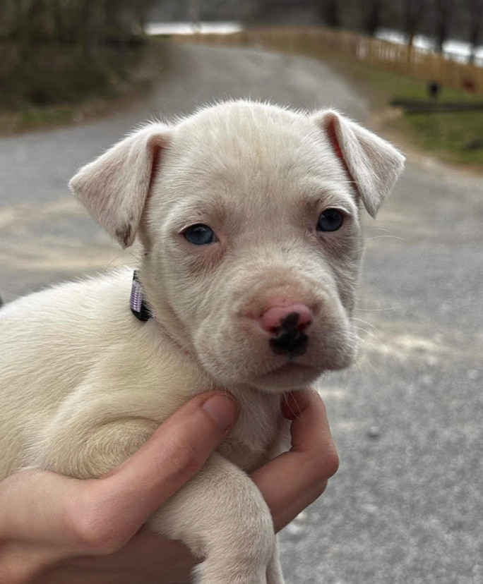 American bulldog 2024 rescue ma