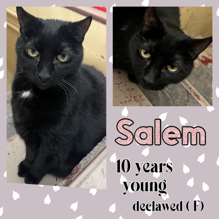 Salem 1