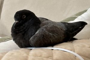 Bugsby is a spunky teen pigeon who honks Pigeons start out peeping as hatchling