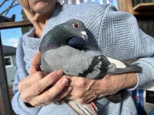 Angus is a racing pigeon survivor who was found injured by a predator He suffer