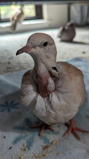Maeve is an older dove who may be blind and almost deaf but that doesnt stop her from being a