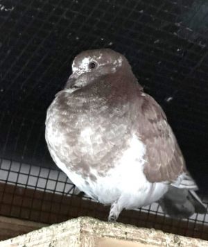 Cinnabun Pigeon Bird