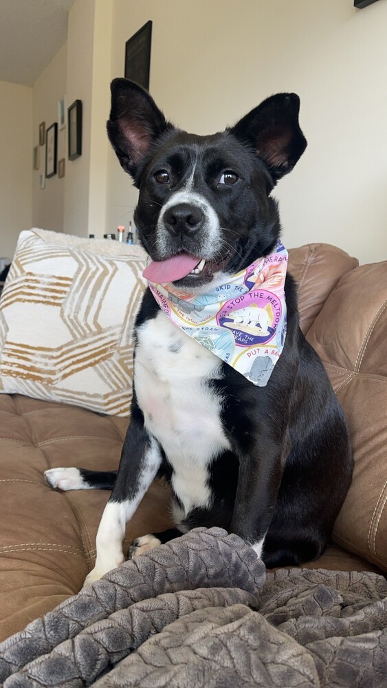 Claire - Updated profile!, an adoptable Border Collie, Corgi in Washington, DC, 20037 | Photo Image 1