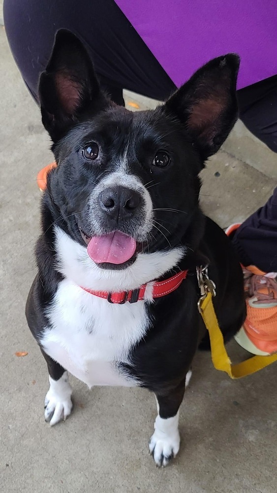 Claire - Updated profile!, an adoptable Border Collie, Corgi in Washington, DC, 20037 | Photo Image 3