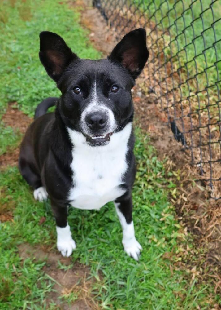 Claire - Updated profile!, an adoptable Border Collie, Corgi in Washington, DC, 20037 | Photo Image 4