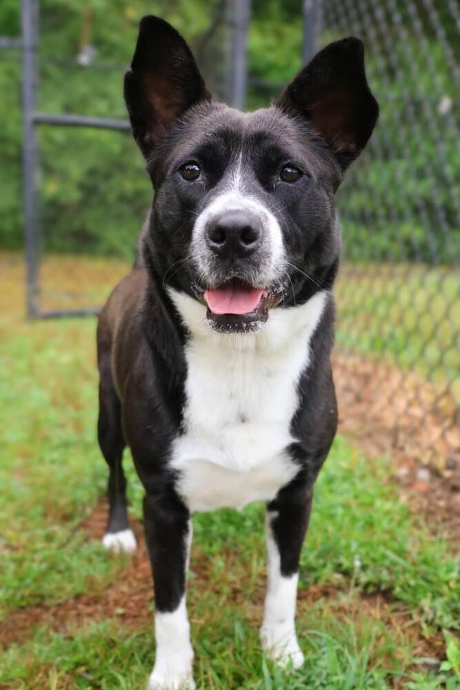 Claire - Updated profile!, an adoptable Border Collie, Corgi in Washington, DC, 20037 | Photo Image 5