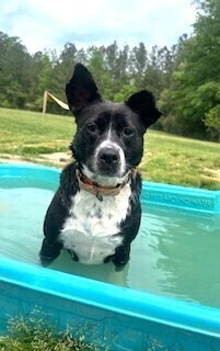 Claire - Updated profile!, an adoptable Border Collie, Corgi in Washington, DC, 20037 | Photo Image 6