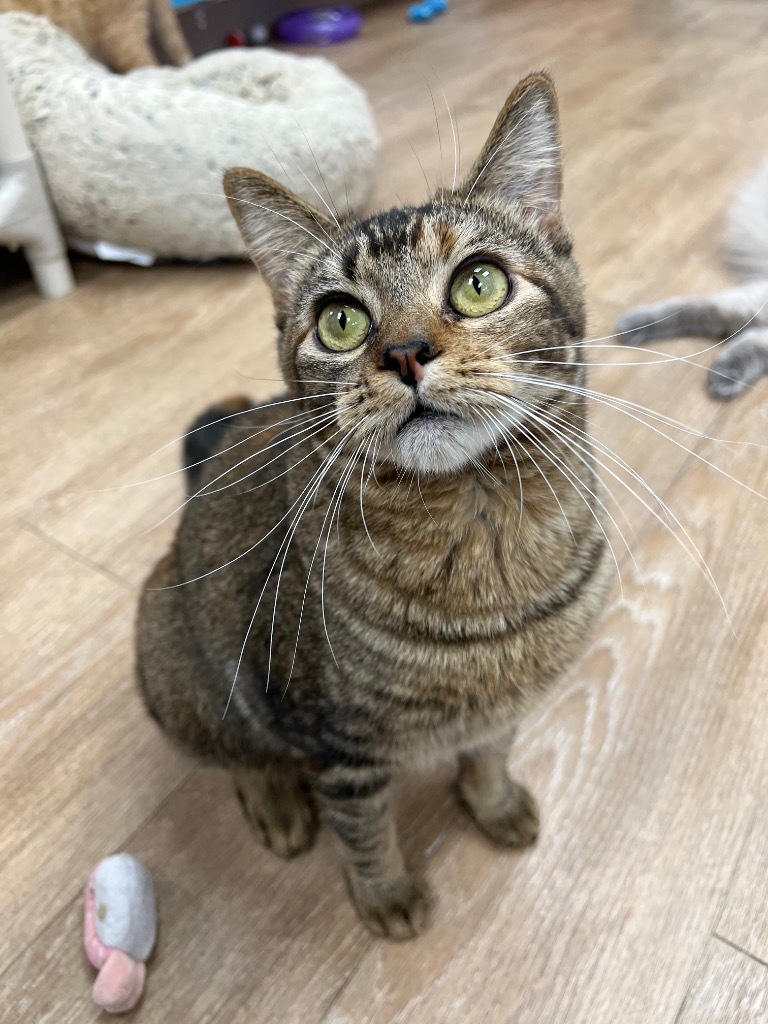 Sketch, an adoptable Domestic Short Hair in Corpus Christi, TX, 78414 | Photo Image 1