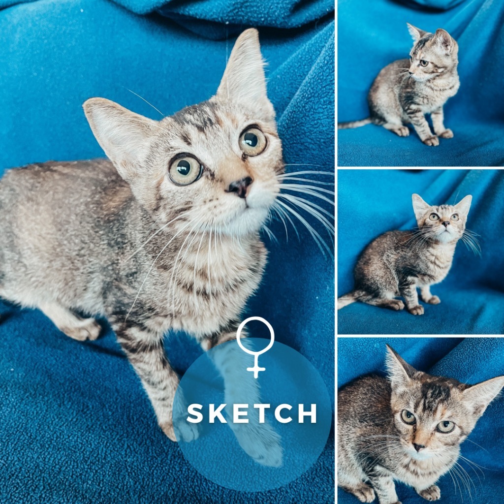 Sketch, an adoptable Domestic Short Hair in Corpus Christi, TX, 78414 | Photo Image 2