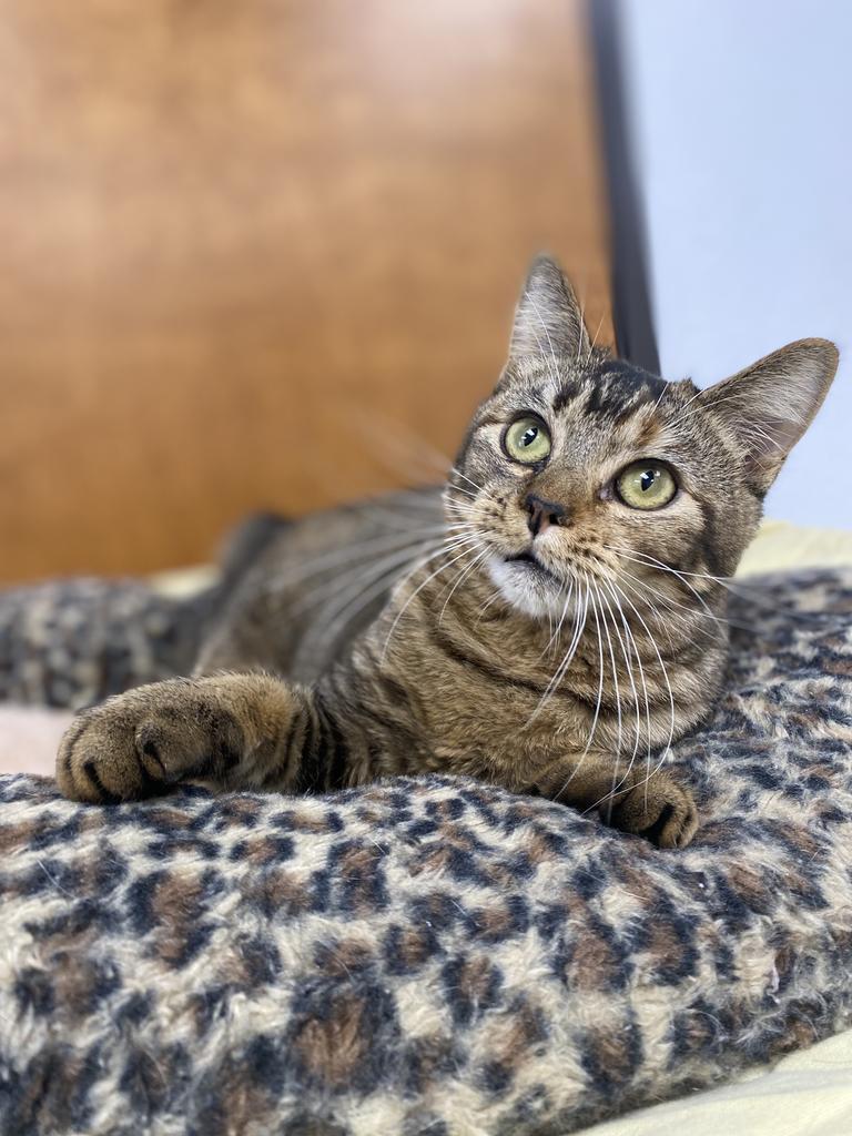 Sketch, an adoptable Domestic Short Hair in Corpus Christi, TX, 78414 | Photo Image 3