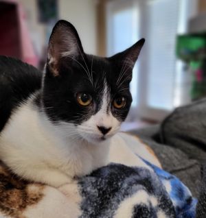 Meet Lulu Bean the charming tuxedo kitten with a heartwarming personality and an adorable solid bl