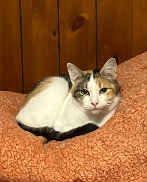 Reputation Domestic Short Hair Cat