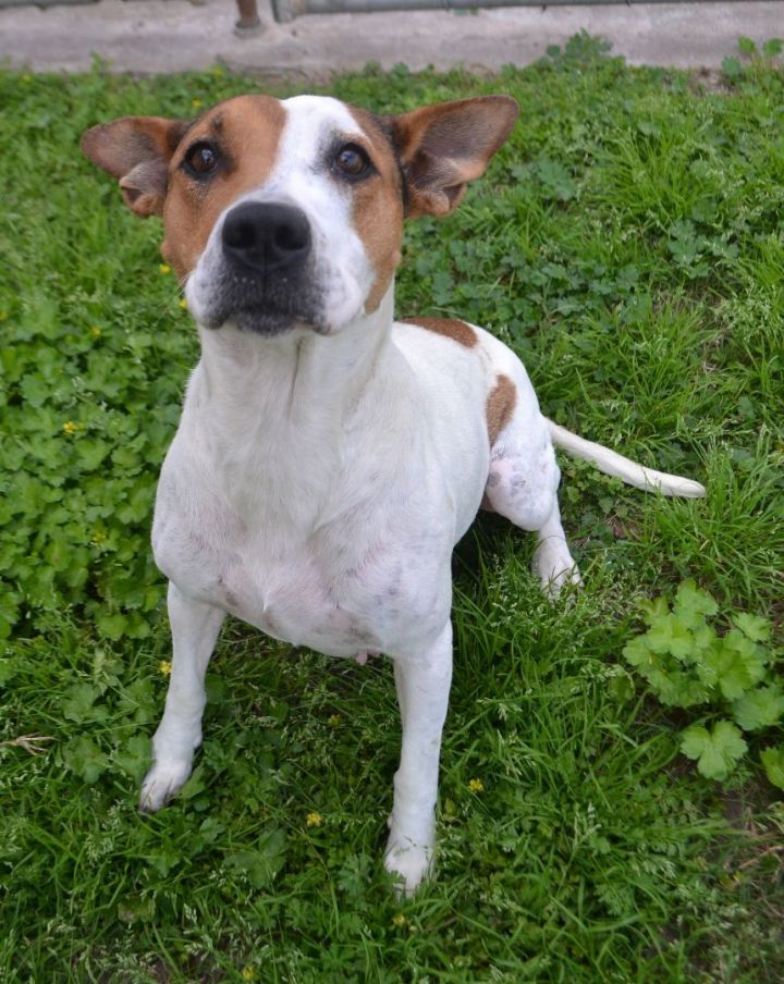 Dog for adoption Darling a Pit Bull Terrier Mix in Beaumont