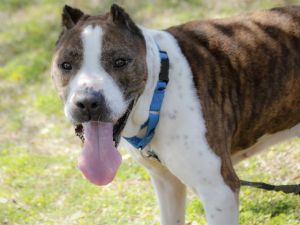 WILLIE American Bulldog Dog