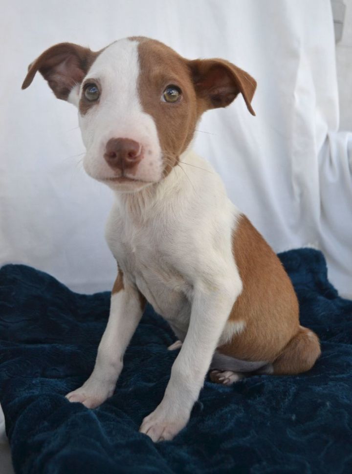 Dog for adoption Slightly a Pit Bull Terrier Mix in Beaumont