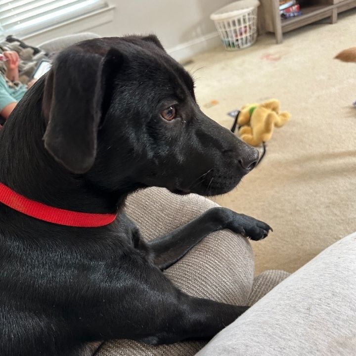 Black lab best sale chesapeake mix