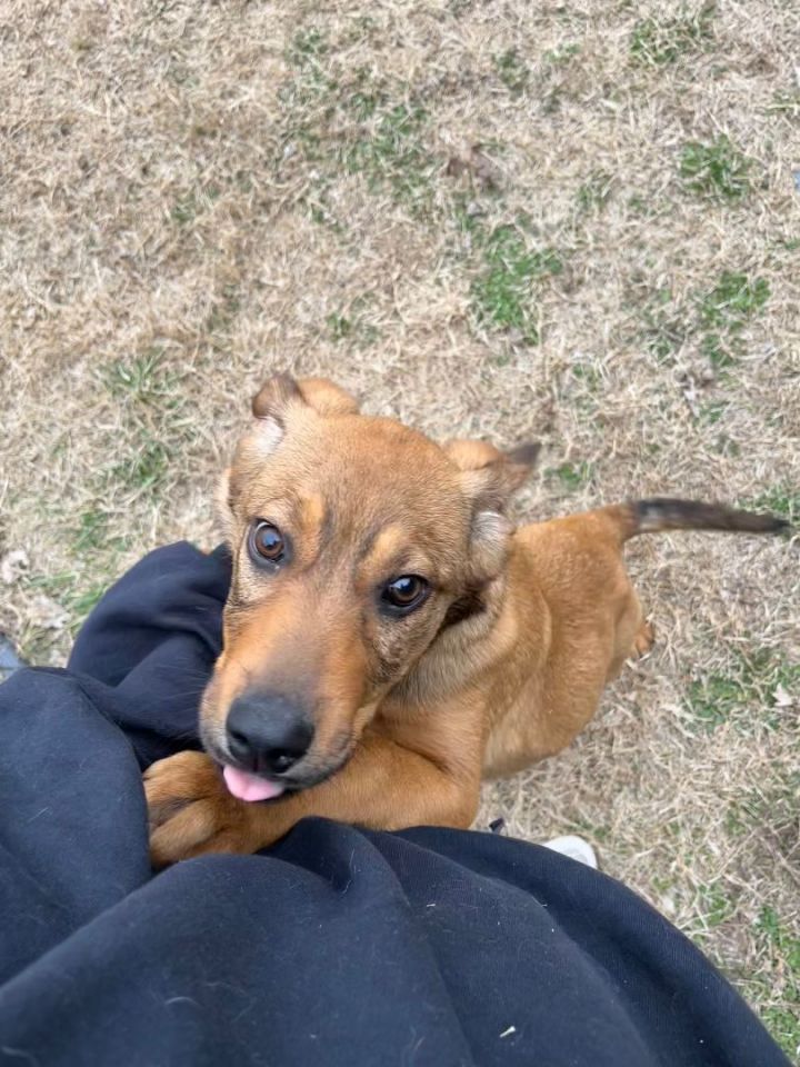 Dog for adoption Phineas, a Mixed Breed in McPherson, KS Petfinder