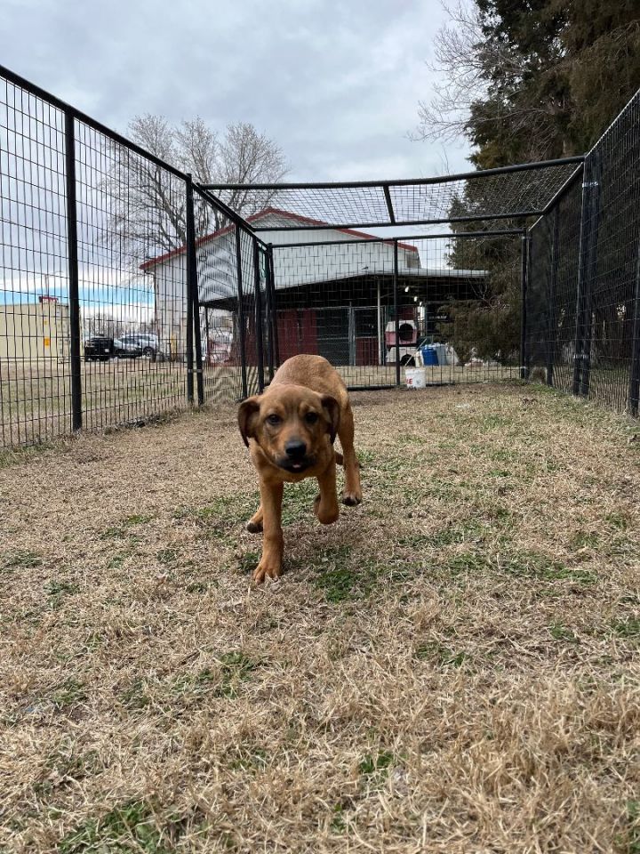 Dog for adoption Phineas, a Mixed Breed in McPherson, KS Petfinder