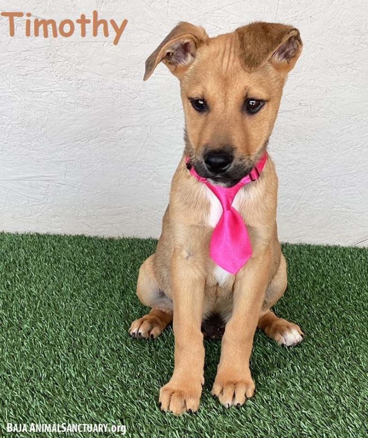 Dog for adoption Timothy a Black Mouth Cur Australian Cattle