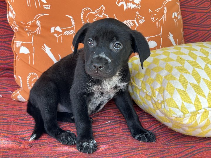 Black lab best sale dachshund mix puppies