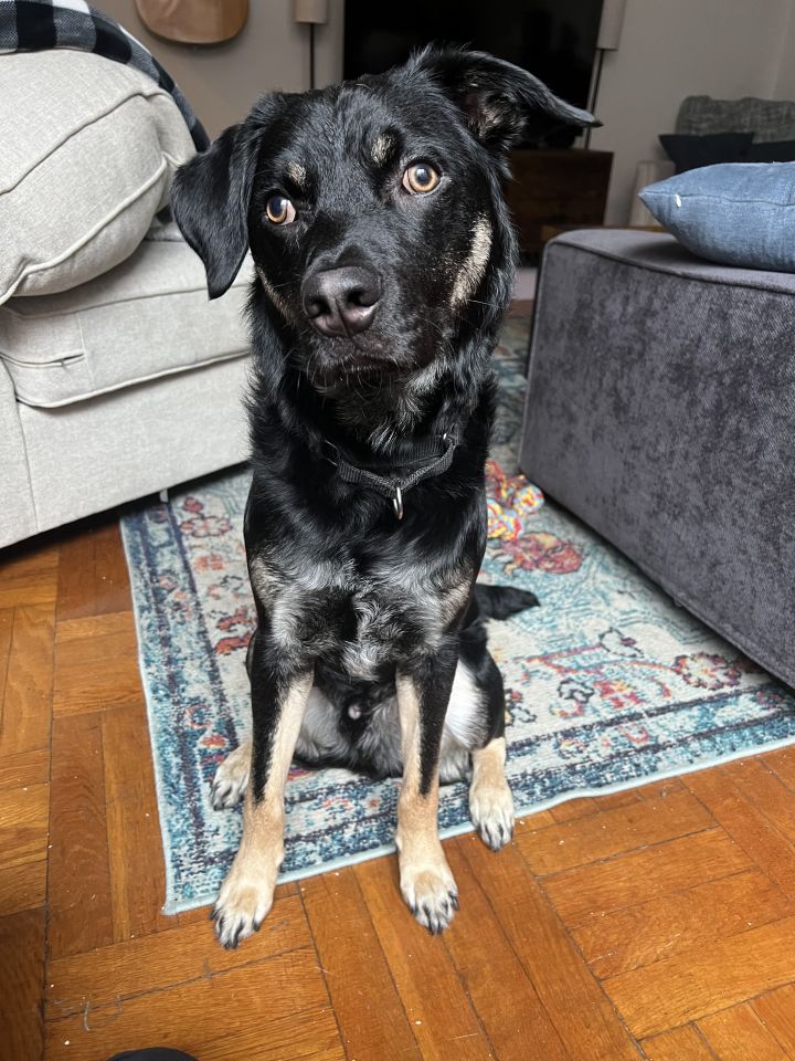 Dog for adoption Steve Buscemi, a Mixed Breed in Plainview, NY