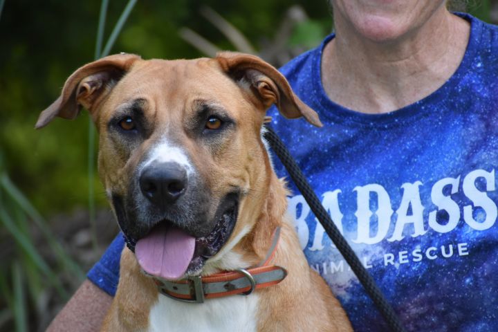 Brooklyn sales dog rescue