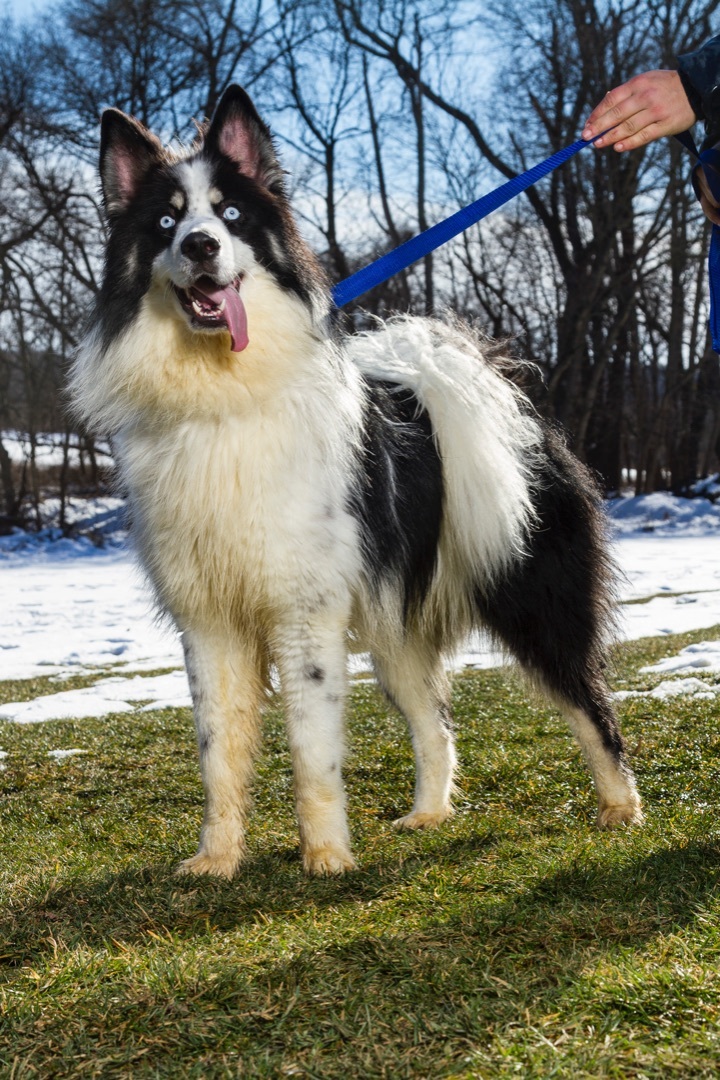 Petfinder pomsky store