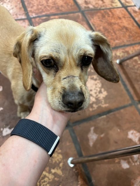 Hilley, an adoptable Puggle in Carrollton, TX, 75010 | Photo Image 2