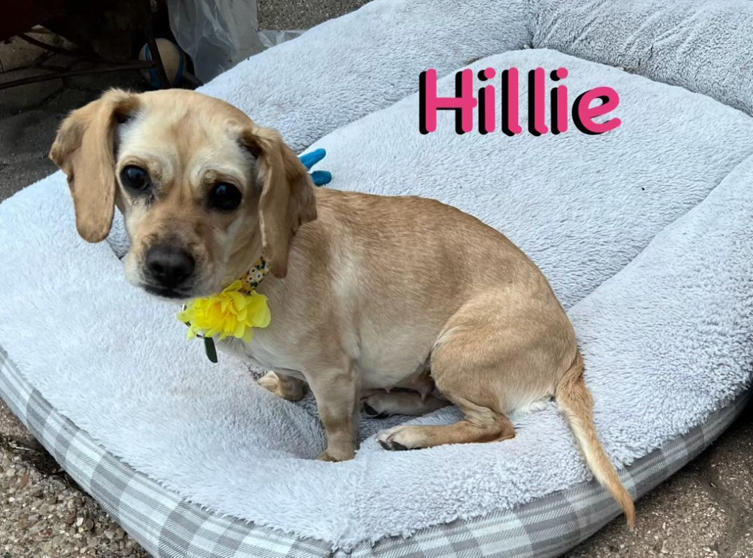 Hilley, an adoptable Puggle in Carrollton, TX, 75010 | Photo Image 3