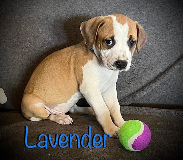 Lavender pitbull hot sale puppies