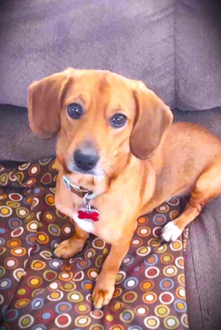 Dog for adoption BEAN a Dachshund Beagle Mix in Burton MI