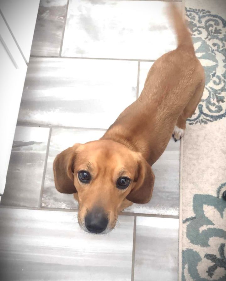 Dog for adoption BEAN a Dachshund Beagle Mix in Burton MI