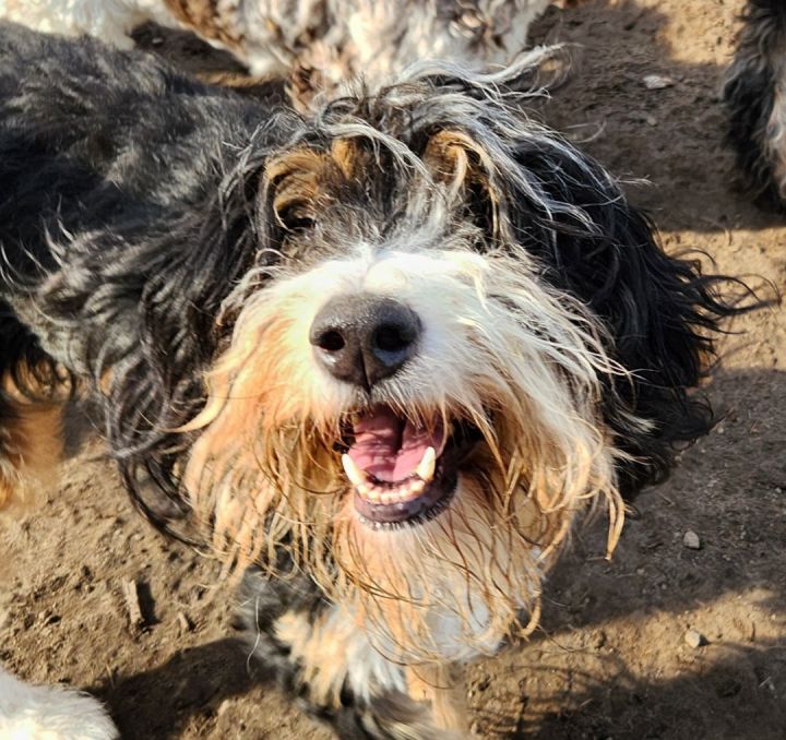 Bernedoodle petfinder 2024