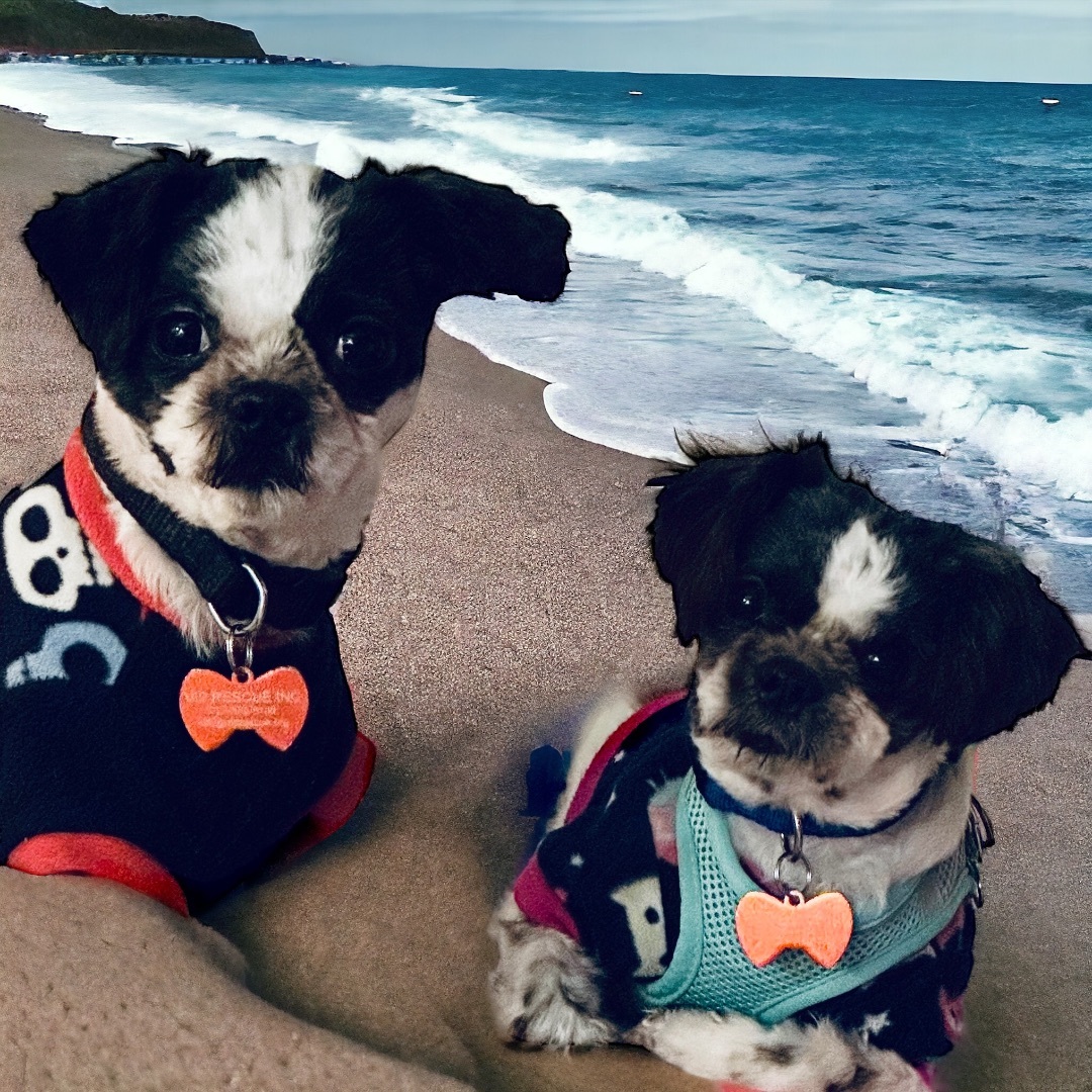 Rory and Roderick - BONDED - Indian Rocks Beach