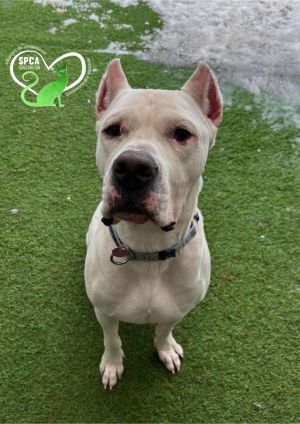 Dogs for Adoption Near Candiac QC Petfinder