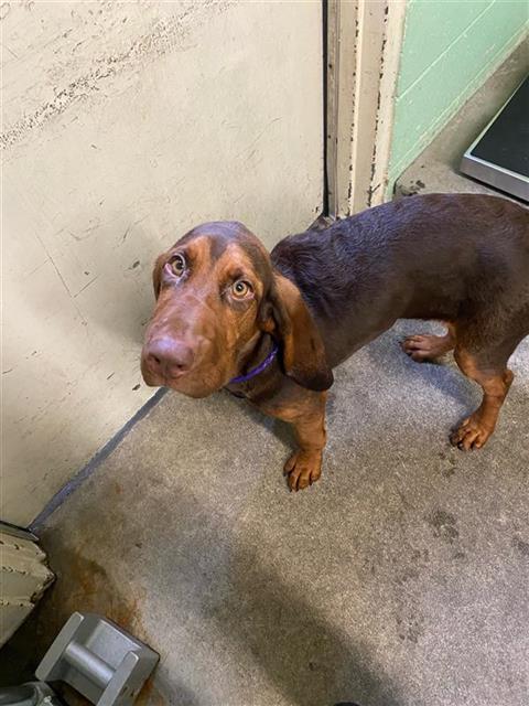 A683112, an adoptable Bloodhound in Sacramento, CA, 95818 | Photo Image 1