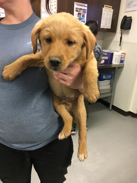 Petfinder golden retriever cheap