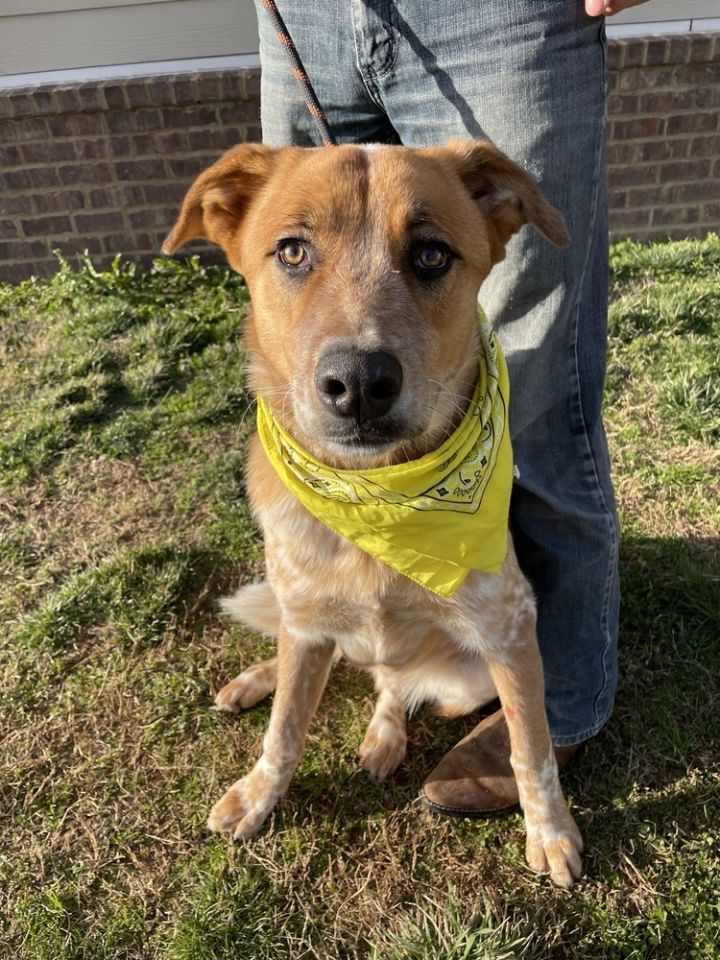 Red heeler black hot sale mouth cur mix