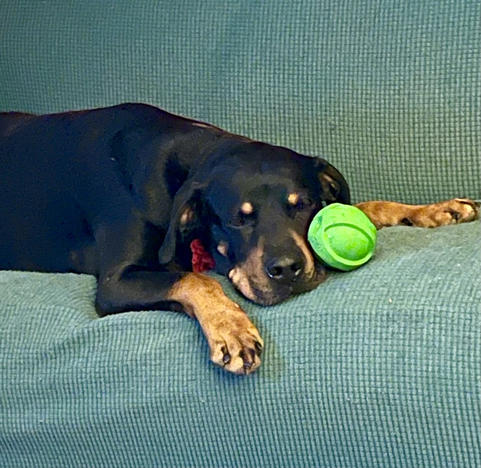 Harley2, an adoptable Rottweiler in Lincoln, NE, 68506 | Photo Image 1