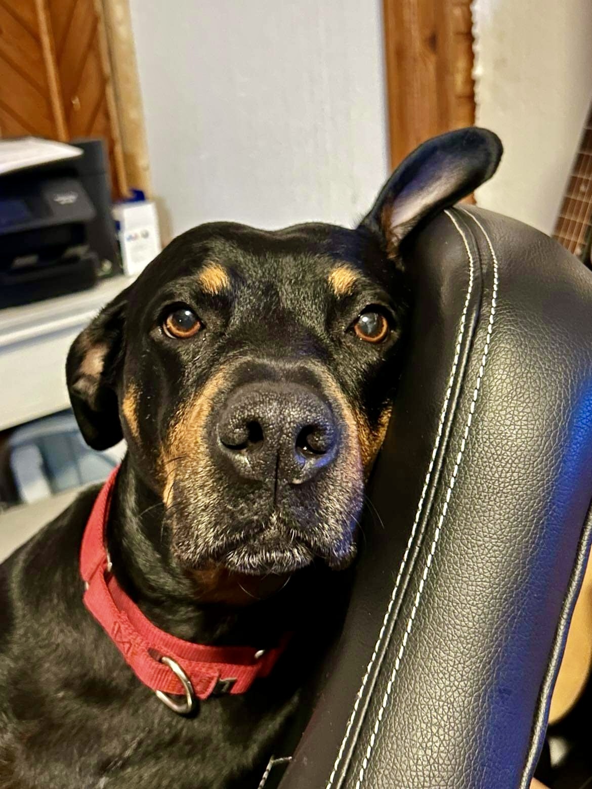 Harley2, an adoptable Rottweiler in Lincoln, NE, 68506 | Photo Image 2