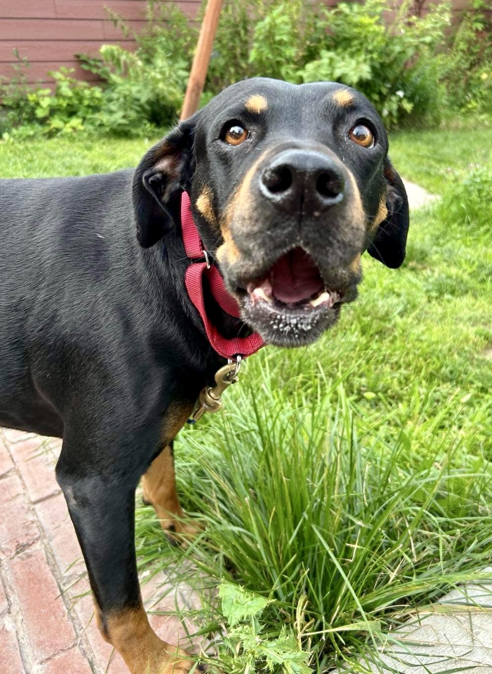 Harley2, an adoptable Rottweiler in Lincoln, NE, 68506 | Photo Image 3