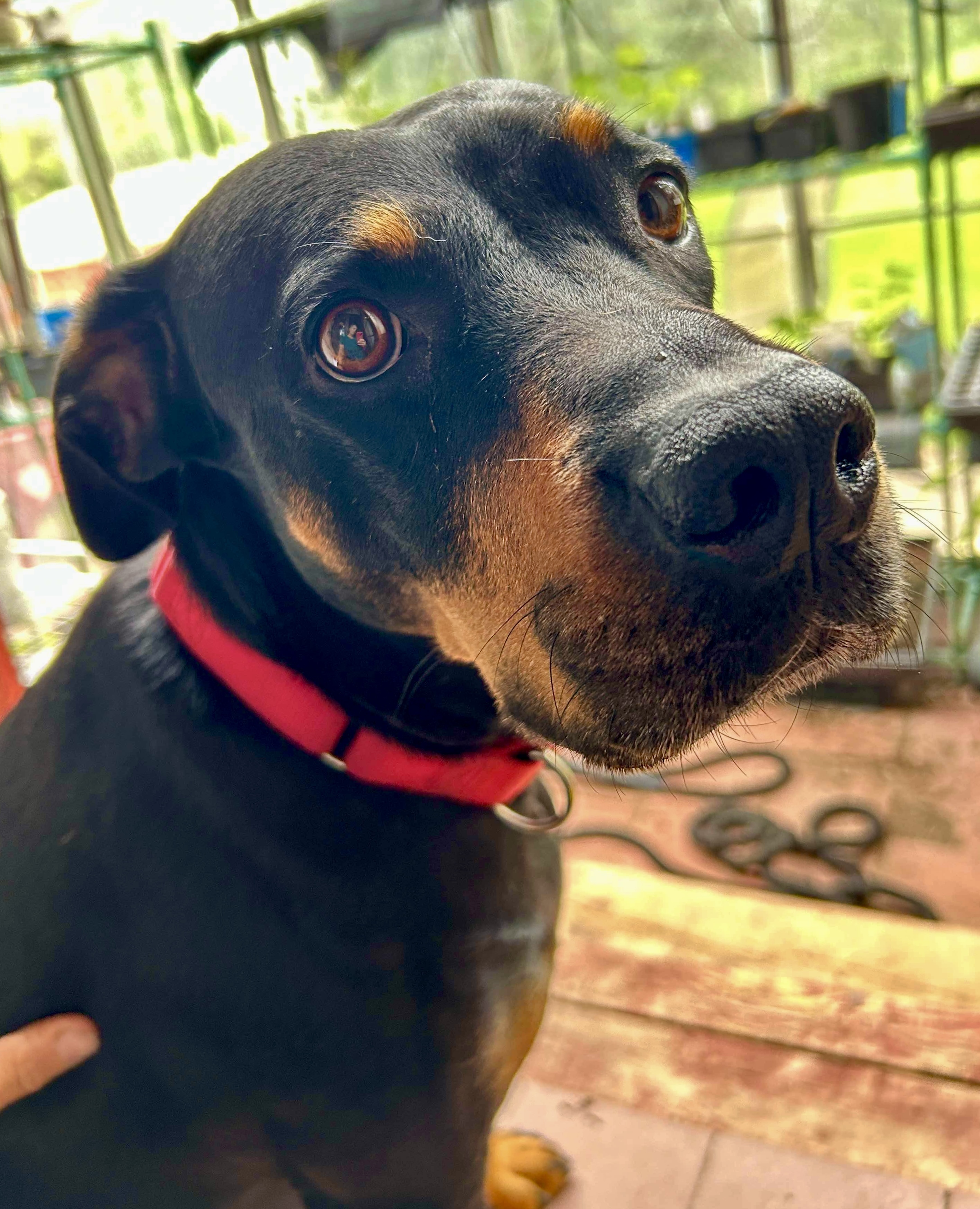 Harley2, an adoptable Rottweiler in Lincoln, NE, 68506 | Photo Image 4